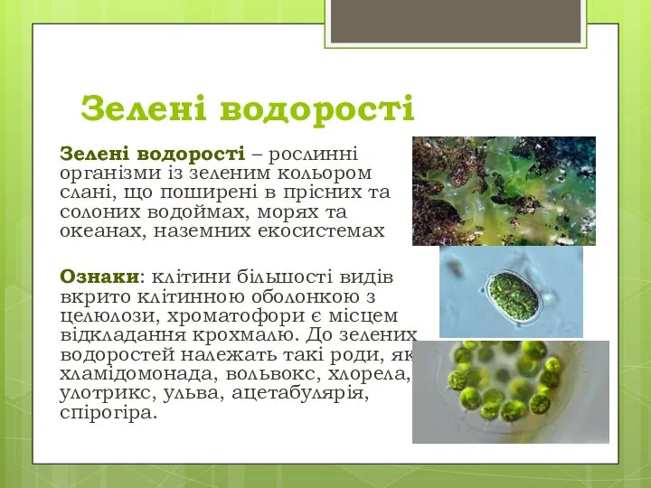 Зелені водорості Зелені водорості – рослинні організми із зеленим кольором слані,