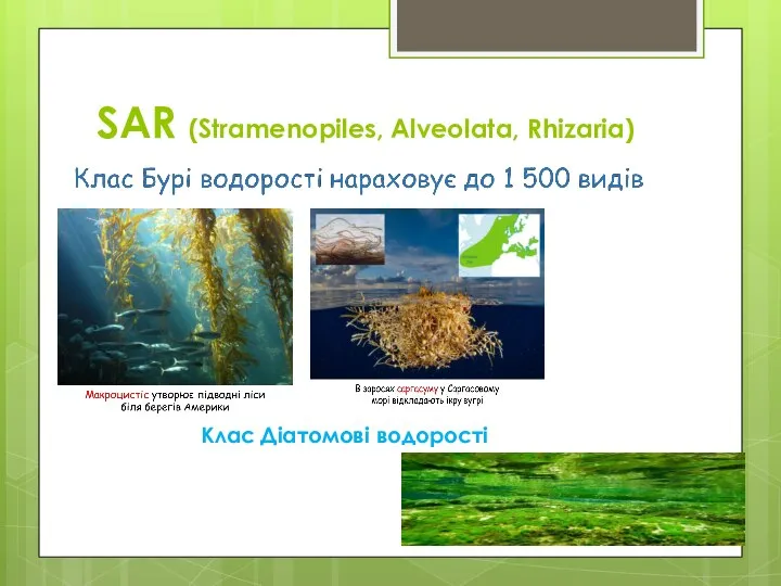 SAR (Stramenopiles, Alveolata, Rhizaria) Клас Діатомові водорості