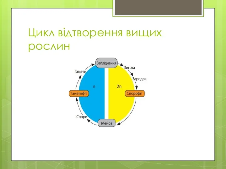 Цикл відтворення вищих рослин