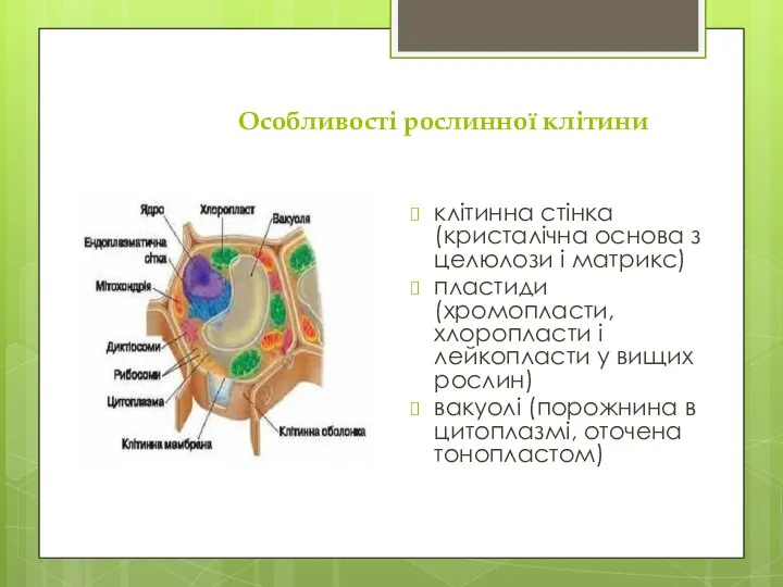 Особливості рослинної клітини клітинна стінка (кристалічна основа з целюлози і матрикс)