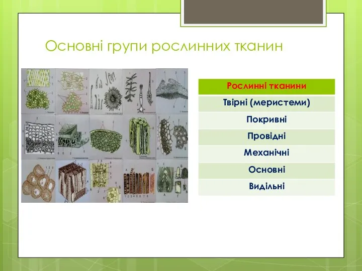 Основні групи рослинних тканин