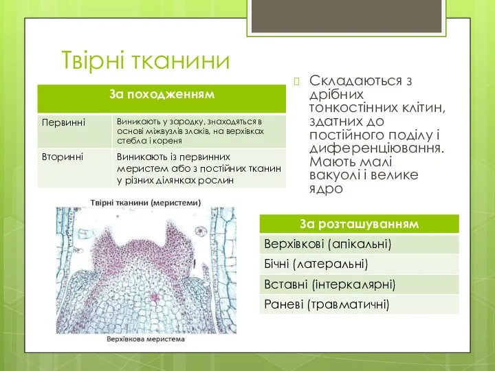 Твірні тканини Складаються з дрібних тонкостінних клітин, здатних до постійного поділу