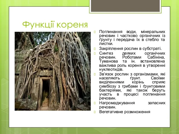 Функції кореня Поглинання води, мінеральних речовин і частково органічних із ґрунту