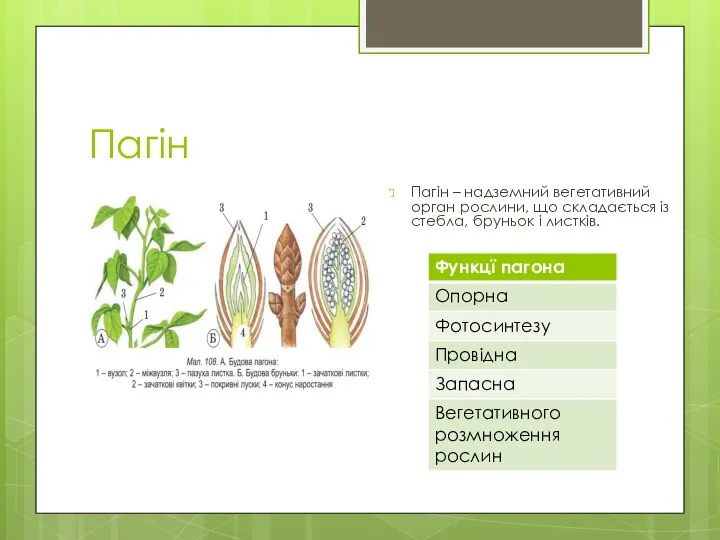Пагін Пагін – надземний вегетативний орган рослини, що складається із стебла, бруньок і листків.