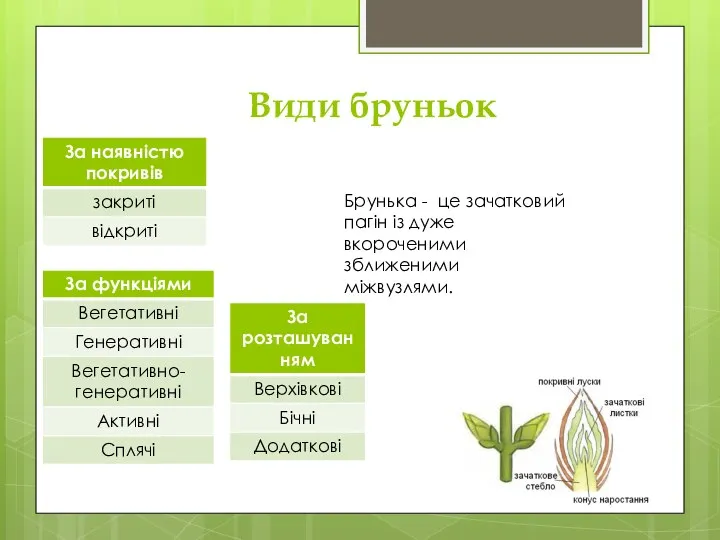 Види бруньок Брунька - це зачатковий пагін із дуже вкороченими зближеними міжвузлями.
