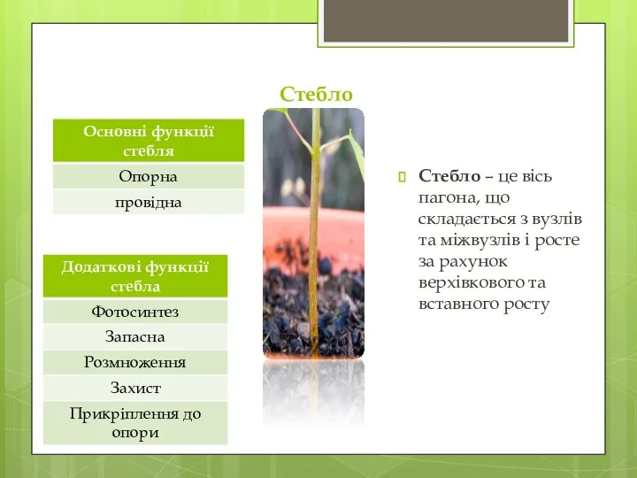 Стебло Стебло – це вісь пагона, що складається з вузлів та