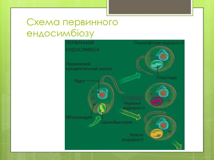 Схема первинного ендосимбіозу