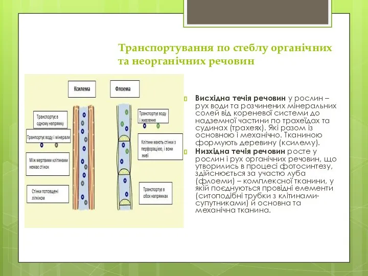 Транспортування по стеблу органічних та неорганічних речовин Висхідна течія речовин у