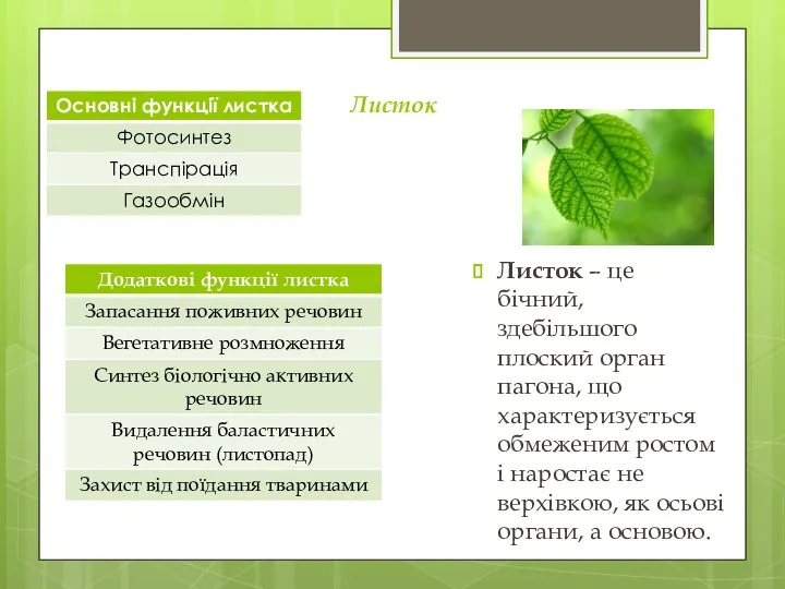 Листок Листок – це бічний, здебільшого плоский орган пагона, що характеризується