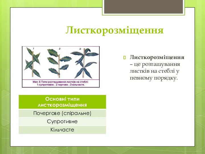 Листкорозміщення Листкорозміщення – це розташування листків на стеблі у певному порядку.