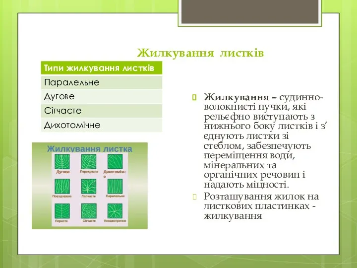 Жилкування листків Жилкування – судинно-волокнисті пучки, які рельєфно виступають з нижнього