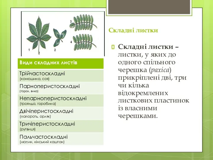 Складні листки Складні листки – листки, у яких до одного спільного