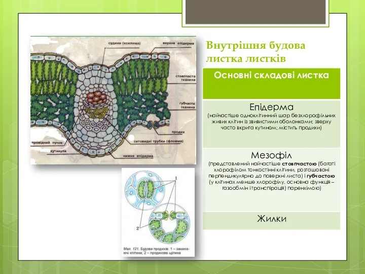 Внутрішня будова листка листків