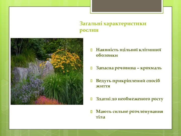 Загальні характеристики рослин Наявність щільної клітинної оболонки Запасна речовина – крохмаль