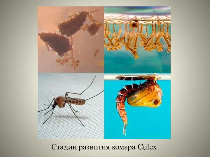Стадии развития комара Сulex