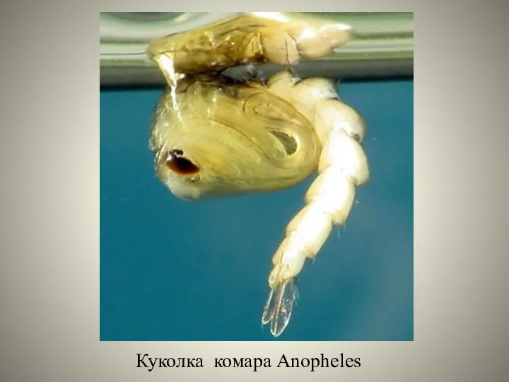 Куколка комара Anopheles