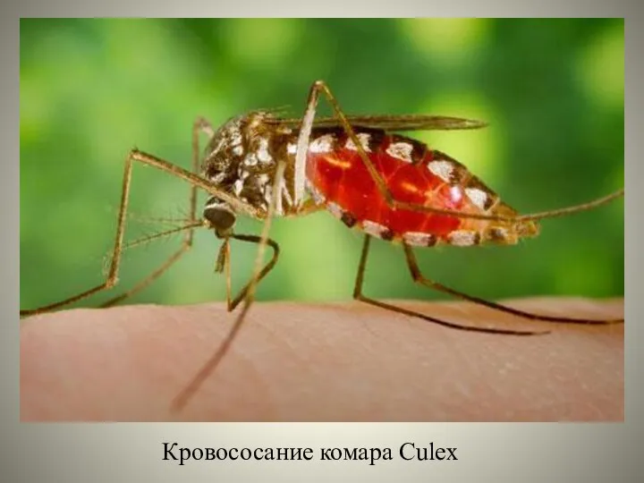 Кровососание комара Culex