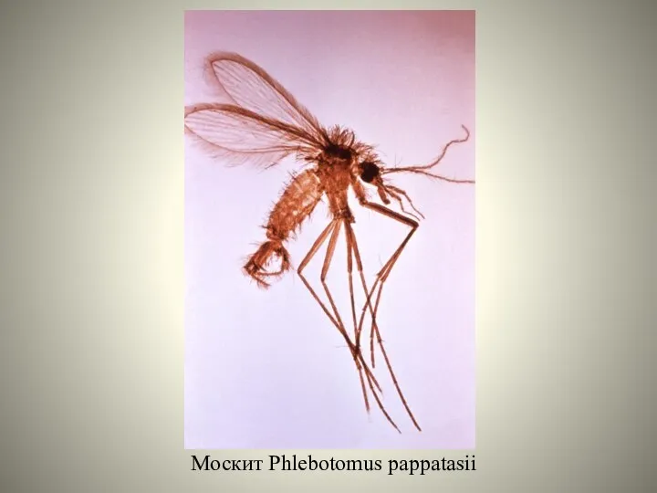 Москит Phlebotomus pappatasii