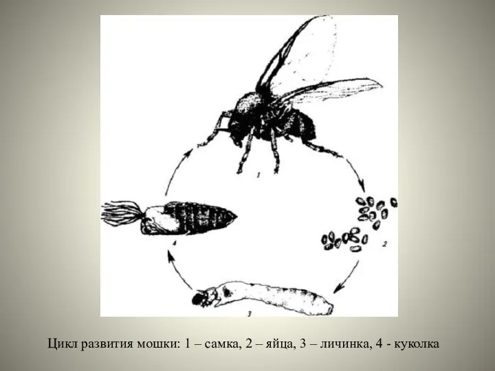 Цикл развития мошки: 1 – самка, 2 – яйца, 3 – личинка, 4 - куколка