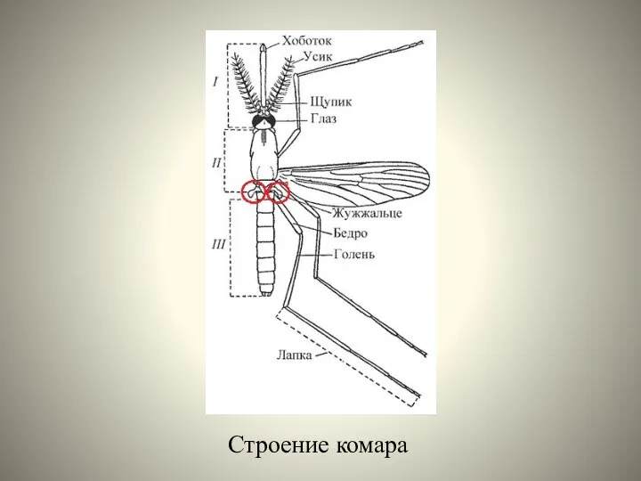 Строение комара