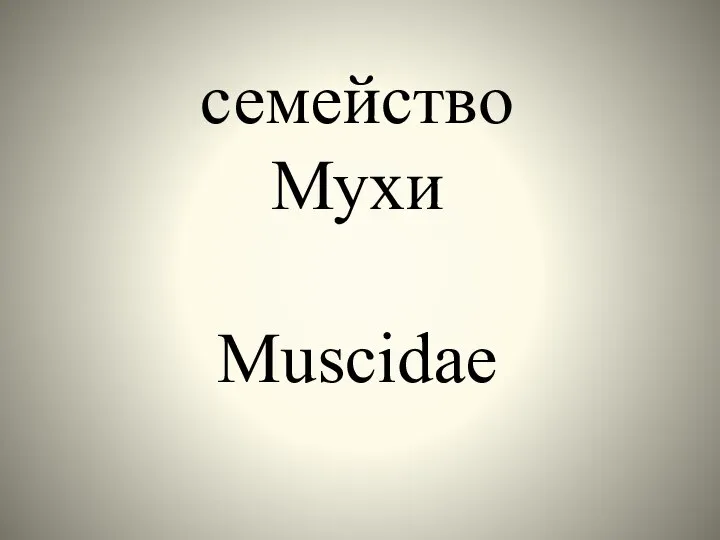 семейство Мухи Muscidae