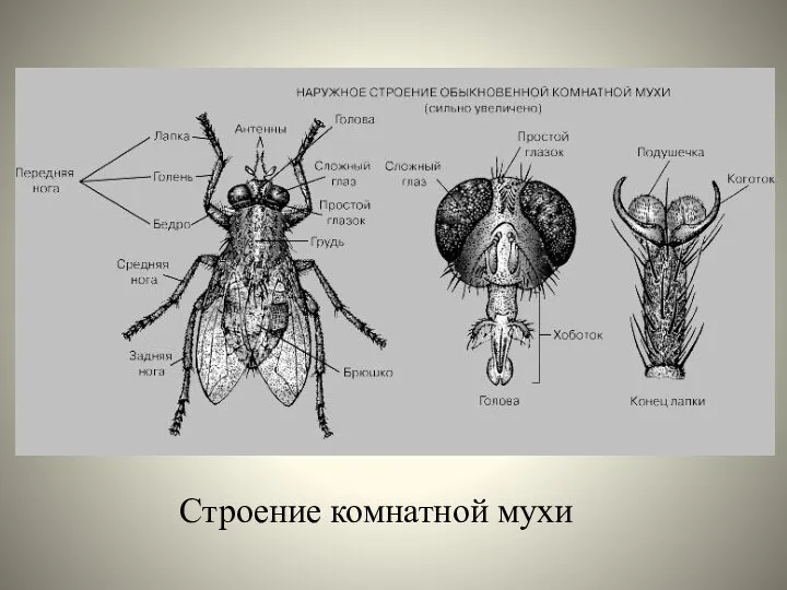 Строение комнатной мухи