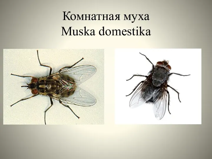 Комнатная муха Muska domestika