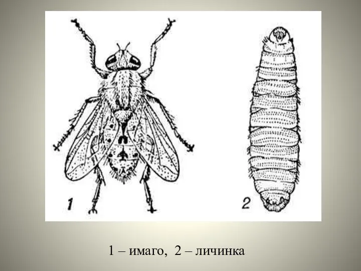 1 – имаго, 2 – личинка