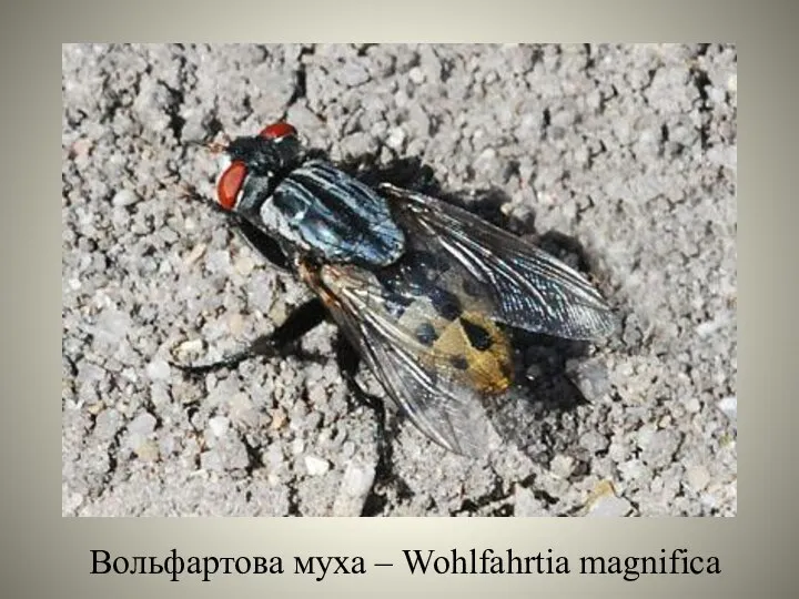 Вольфартова муха – Wohlfahrtia magnifica