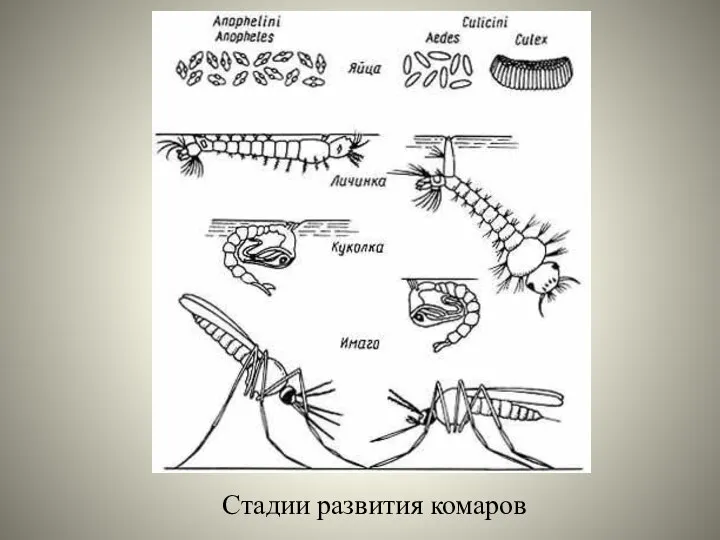 Стадии развития комаров