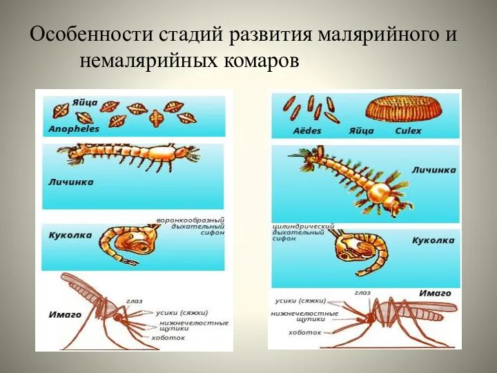 Особенности стадий развития малярийного и немалярийных комаров