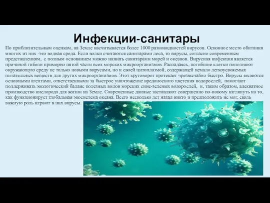 Инфекции-санитары По приблизительным оценкам, на Земле насчитывается более 1000 разновидностей вирусов.