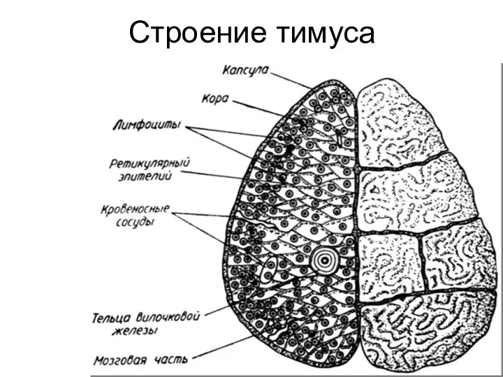 Строение тимуса