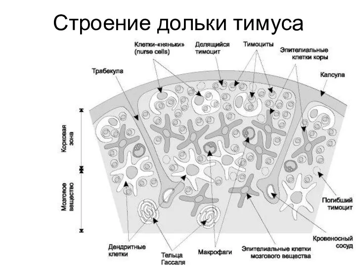 Строение дольки тимуса