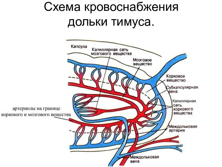 Схема кровоснабжения дольки тимуса.