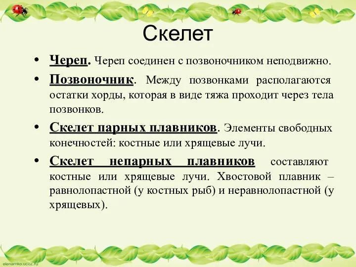 Скелет Череп. Череп соединен с позвоночником неподвижно. Позвоночник. Между позвонками располагаются