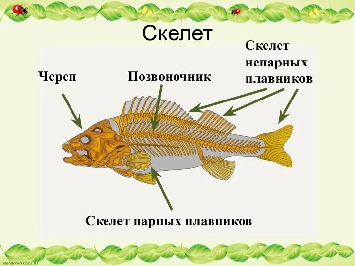 Скелет Череп Позвоночник Скелет парных плавников Скелет непарных плавников