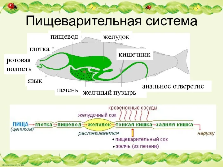 Пищеварительная система желудок пищевод глотка ротовая полость язык печень желчный пузырь кишечник анальное отверстие