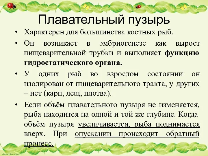 Характерен для большинства костных рыб. Он возникает в эмбриогенезе как вырост