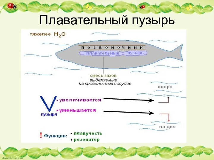 Плавательный пузырь