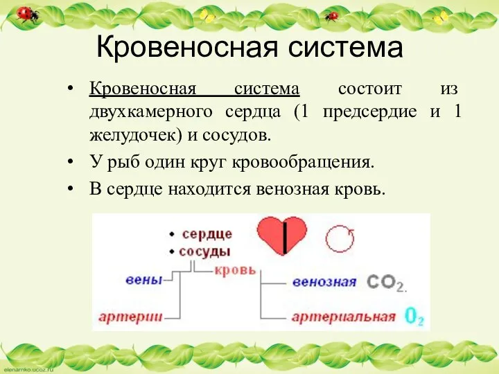 Кровеносная система Кровеносная система состоит из двухкамерного сердца (1 предсердие и