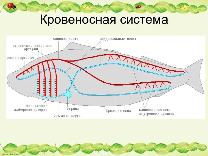 Кровеносная система