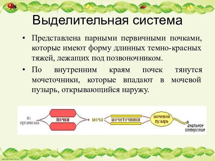 Выделительная система Представлена парными первичными почками, которые имеют форму длинных темно-красных