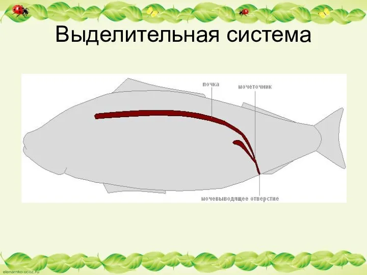 Выделительная система