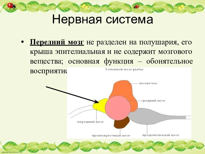 Нервная система Передний мозг не разделен на полушария, его крыша эпителиальная