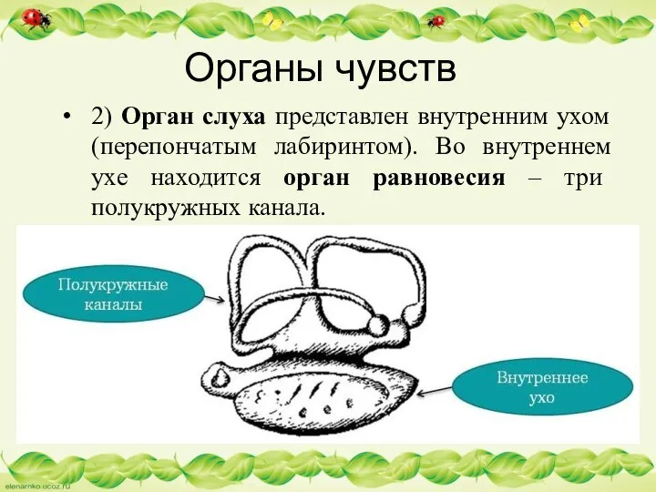 Органы чувств 2) Орган слуха представлен внутренним ухом (перепончатым лабиринтом). Во