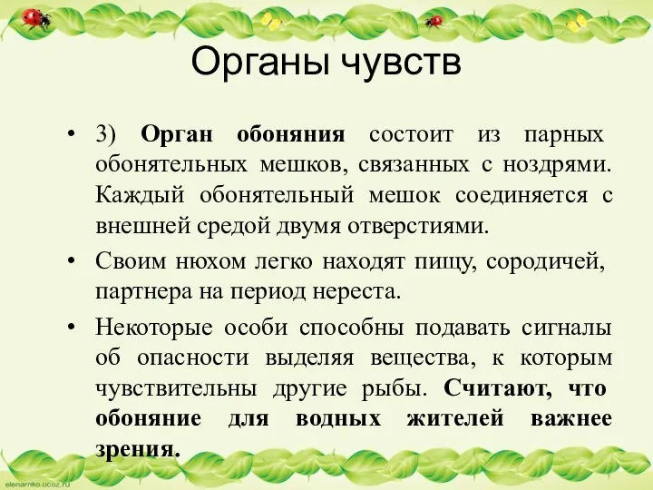 Органы чувств 3) Орган обоняния состоит из парных обонятельных мешков, связанных