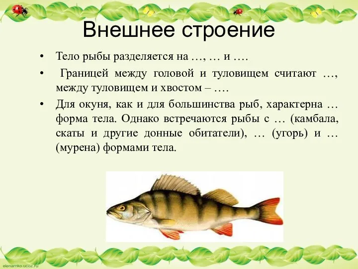 Тело рыбы разделяется на …, … и …. Границей между головой