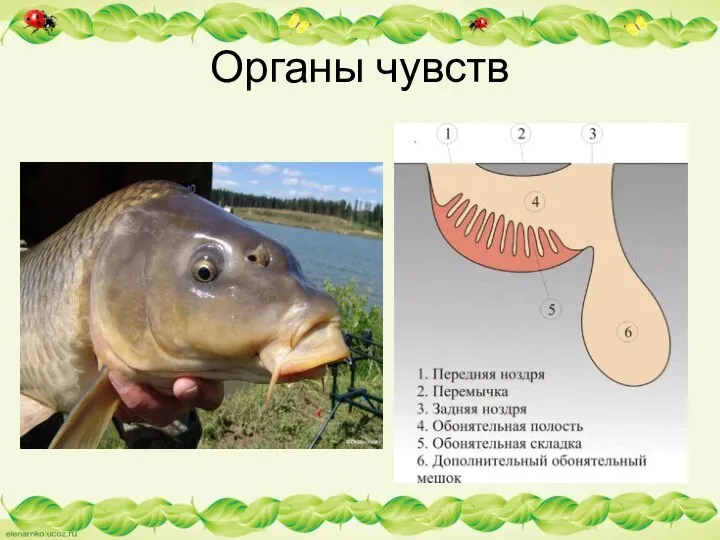 Органы чувств