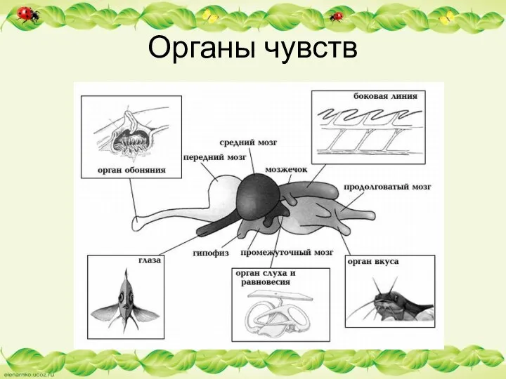 Органы чувств